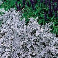 Cineraria Silver Dust 24 Large Plants