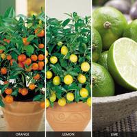 Citrus Tree \'Trio Collection\' - 3 citrus trees - 1 of each variety