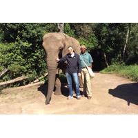 Close Encounter with African Elephants including \'Trunk in Hand\' Walk in The Crags