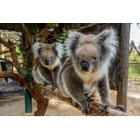 Cleland Wildlife Park Tour from Adelaide Including Mount Lofty Summit