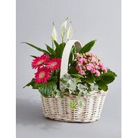 Classic Flowering Basket