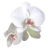 Classic Orchid Die-cut Sticker