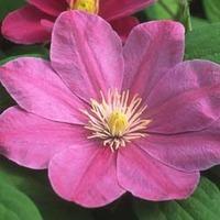 Clematis Abilene™ evipo027 - 1 x 3 litre potted clematis plant