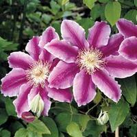 Clematis \'Dr Ruppel\' (Large Plant) - 2 x 3 litre potted clematis plants