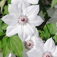 Clematis \'Snow Queen\' (Large Plant) - 1 x 3 litre potted clematis plant