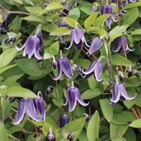 clematis fascination 1 x 9cm potted clematis plant