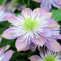 clematis crystal fountain large plant 2 x 25 litre potted clematis pla ...
