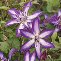 Clematis \'Astra Nova\' - 2 x 7cm potted clematis plants