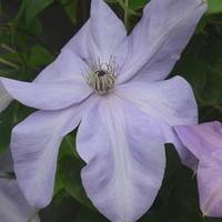 Clematis Shimmer™ evipo028 - 1 x 3 litre potted clematis plant