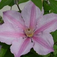 Clematis Sally™ evipo077 - 1 x 3 litre potted clematis plant