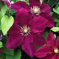 Clematis Rosemoor™ evipo002 - 1 x 3 litre potted clematis plant