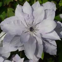 Clematis Reflections™ evipo035 - 1 x 3 litre potted clematis plant