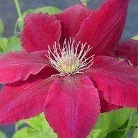 Clematis Rebecca™ evipo016 - 1 x 3 litre potted clematis plant