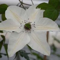 Clematis Pistachio™ evirida - 1 x 3 litre potted clematis plant