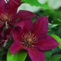 Clematis Picardy™ evipo024 - 1 x 3 litre potted clematis plant