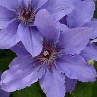 Clematis Parisienne™ evipo019 - 1 x 3 litre potted clematis plant