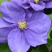 clematis kingfishertrade evipo037 1 x 3 litre potted clematis plant