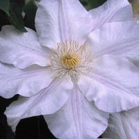 Clematis Ice Blue™ evipo003 - 2 x 3 litre potted clematis plants