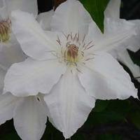 Clematis Hyde Hall™ evipo009 - 2 x 3 litre potted clematis plants