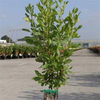 Clethra alnifolia \'Ruby Spice\' (Large Plant) - 2 x 10 litre potted clethra plants
