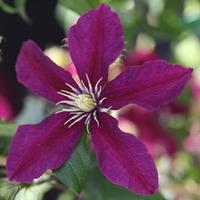 Clematis \'Niobe\' (Large Plant) - 2 x 3 litre potted clematis plants