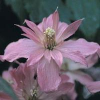 Clematis \'Broughton Star\' (Large Plant) - 1 x 3 litre potted clematis plant