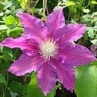 Clematis \'Red Pearl\' (Large Plant) - 2 x 3 litre potted clematis plants