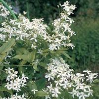 Clematis mandschurica - 1 packet (30 clematis seeds)