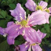 Clematis montana \'Continuity\' - 1 x 7cm potted clematis plant