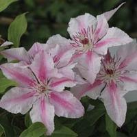 Clematis \'Pink Fantasy\' (Large Plant) - 2 x 3 litre potted clematis plants