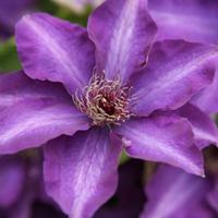 clematis the president large plant 1 x 2 litre potted clematis plant