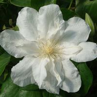 clematis sylvia denny large plant 1 x 3 litre potted clematis plant