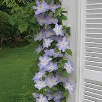Clematis (Top to Bottom) \'Success Lavender Blue\' - 1 clematis jumbo plug plant