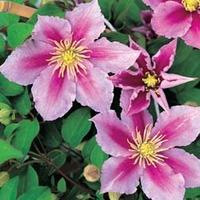Clematis \'Piilu\' (Large Plant) - 2 x 3 litre potted clematis plants