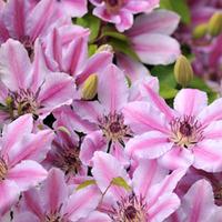 Clematis \'Nelly Moser\' (Large Plant) - 2 x 3 litre potted clematis plants