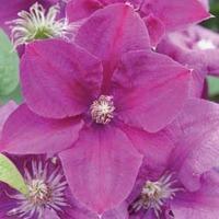 clematis rahvarinne large plant 2 x 3 litre potted clematis plants