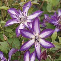 Clematis \'Astra Nova\' - 1 x 7cm potted clematis plant
