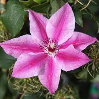 Clematis \'Carnaby\' (Large Plant) - 1 x 3 litre potted clematis plant