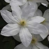 Clematis \'Shirayukihime\' (Large Plant) - 2 x 3 litre potted clematis plants