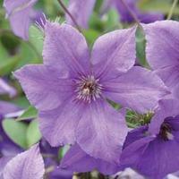 Clematis \'Semu\' (Large Plant) - 2 x 3 litre potted clematis plants