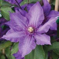 Clematis \'Richard Pennell\' (Large Plant) - 2 x 3 litre potted clematis plants