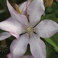 Clematis \'Proteus\' (Large Plant) - 1 x 3 litre potted clematis plant