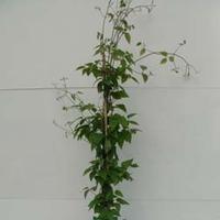clematis justa large plant 2 x 3 litre potted clematis plants