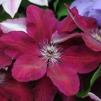 Clematis \'Westerplatte\' (Large Plant) - 1 x 3 litre potted clematis plant
