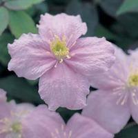 clematis montana mayleen large plant 2 x 3 litre potted clematis plant ...