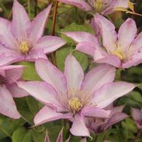 Clematis \'Caroline\' (Large Plant) - 2 x 3 litre potted clematis plants