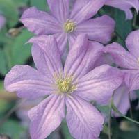 clematis prince charles large plant 2 x 3 litre potted clematis plants