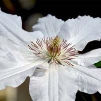 Clematis \'Destiny\' (Large Plant) - 2 x 3 litre potted clematis plants