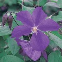 Clematis \'Star of India\' (Large Plant) - 1 x 3 litre potted clematis plant