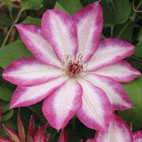 Clematis \'Picotee\' - 1 x 7cm potted clematis plant